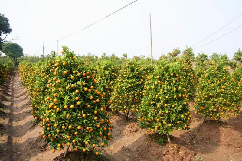 Minh họa quy trình nhân giống cây sống đời từ lá, với các bước rõ ràng: chọn lá, để khô, đặt lên đất, cây con mọc rễ, cây con phát triển, tách cây con. Các hình ảnh nhỏ theo từng bước tạo thành một chuỗi.